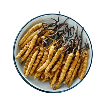 Modeliavimo Maisto Cordyceps Sinensis Iš Tibeto Himalajų Cordyceps Sinensis Gimtadienio Dovanos 100vnt/maišelis  10