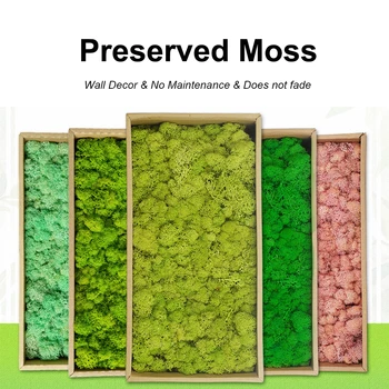 Dirbtiniai Augalai Konservuoti Moss Modeliavimas Padirbtų Augalų 